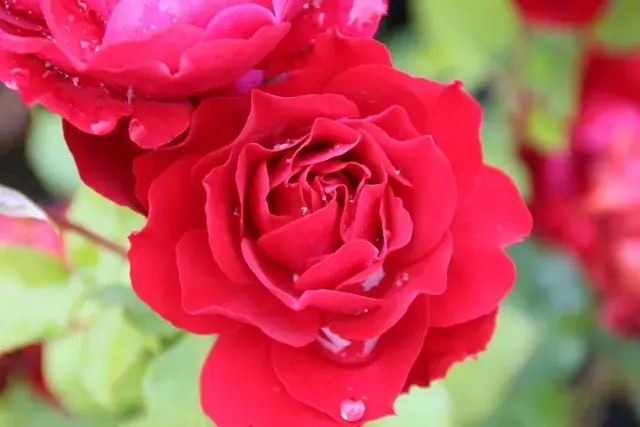 Fabrieksprijs | Trosroos (Rosa ‘Red Wanderer‘)