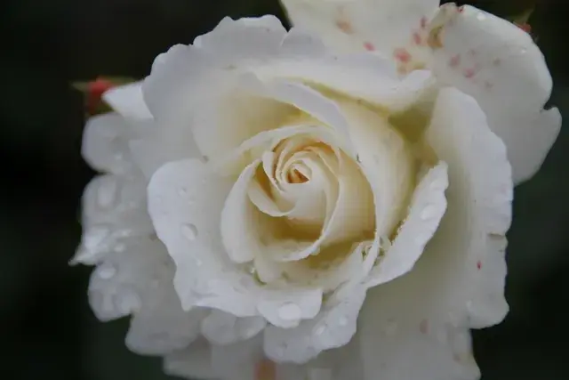 Trosroos (Rosa ‘Kristallperle‘) - Net toegevoegd