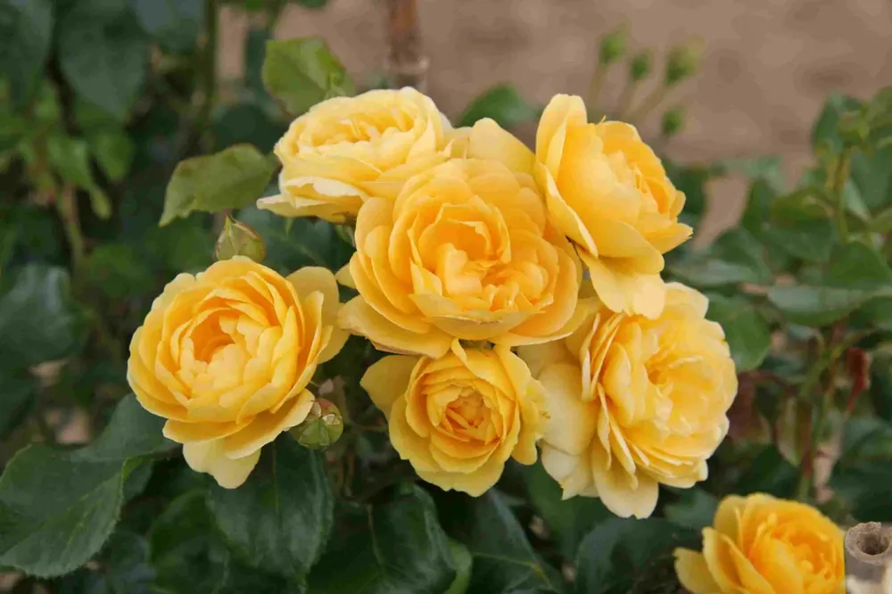 Trosroos (Rosa ‘Indiane‘) | Erg populair