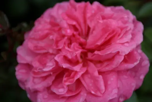 Trosroos (Rosa ‘Berleburg‘) | Slechts tijdelijk