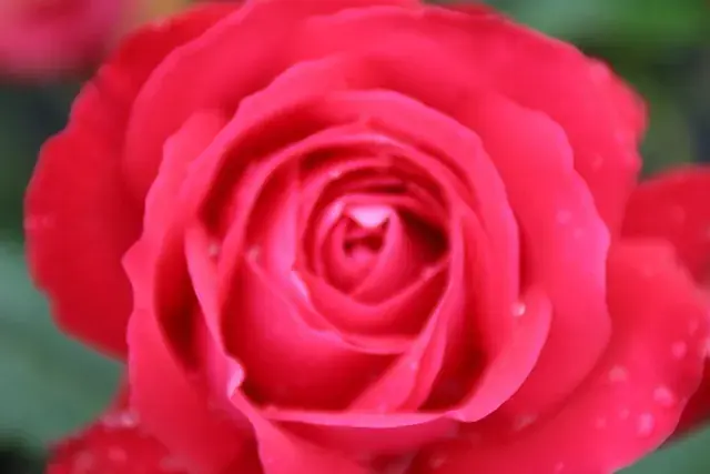 Laatste stuks | Grootbloemige Roos (Rosa ‘Dame de Coeur‘)