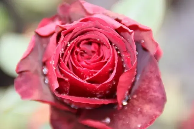 Grootbloemige Roos (Rosa ‘Cygne Noir‘) | Net binnen
