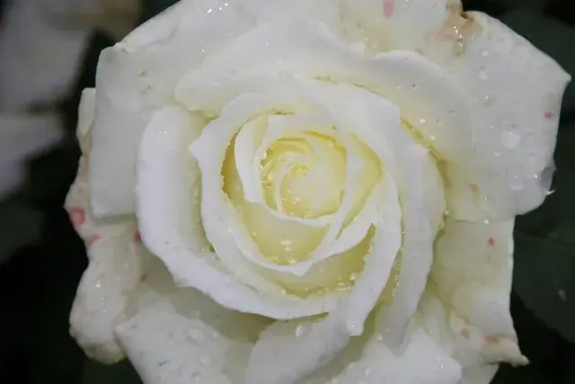 Grootbloemige Roos (Rosa ‘Memoire‘) | Nu beschikbaar