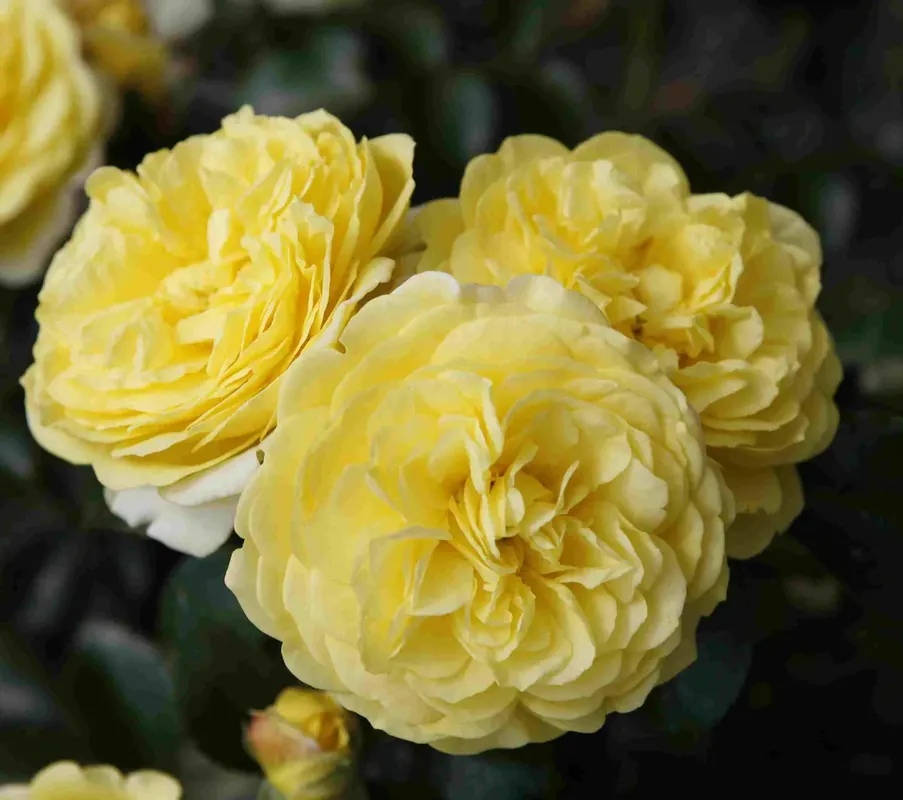 Bodembedekkende roos (Rosa ‘Solero‘) | Actie