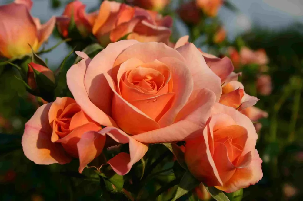 Bodembedekkende roos (Rosa ‘Aprikola‘) | Veel gekozen
