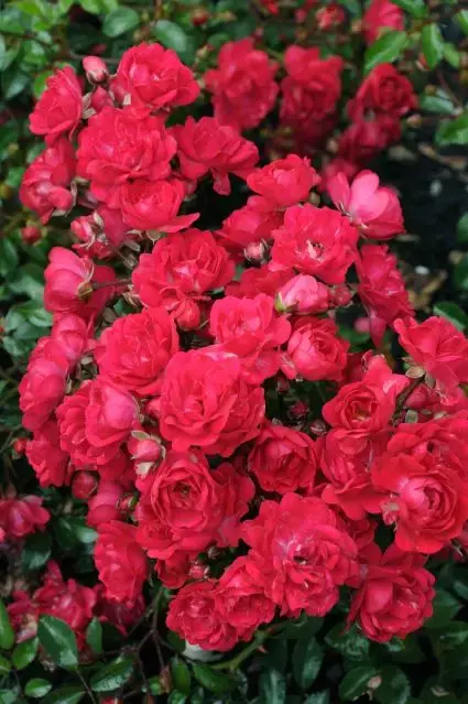 Klaar voor verzending | Bodembedekkende roos (Rosa ‘Fairy Queen‘)
