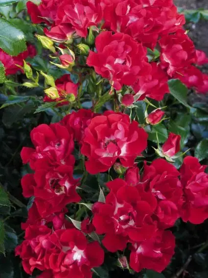 stamroos (Rosa ‘Rambling Rosie‘) | Laatste dagen