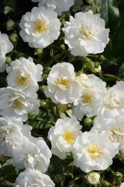 Nieuw | Stamroos (Rosa ‘Guirlande d‘Amour‘)