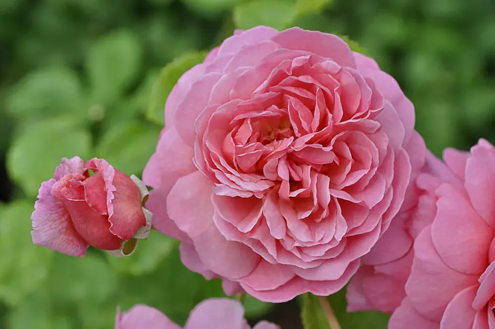 Snelle verzending | Engelse roos (Rosa ‘Princess Alexandra of Kent‘)