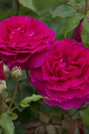 Actieprijs - Engelse roos (Rosa ‘Gabriel Oak‘)