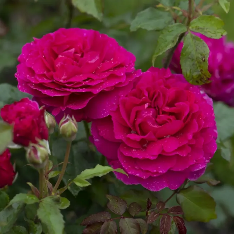 Actieprijs - Engelse roos (Rosa ‘Gabriel Oak‘)