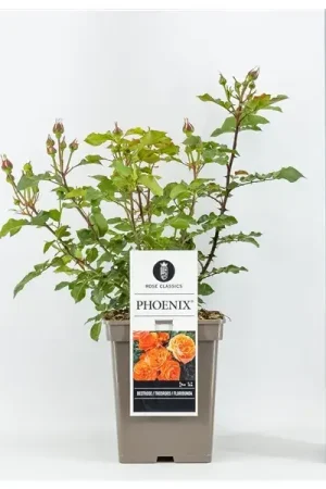 Aanbieding | Trosroos (Rosa ‘Phoenix‘)