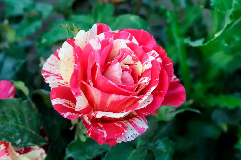 Shop nu - Heesterroos (Rosa ‘Broceliande‘)