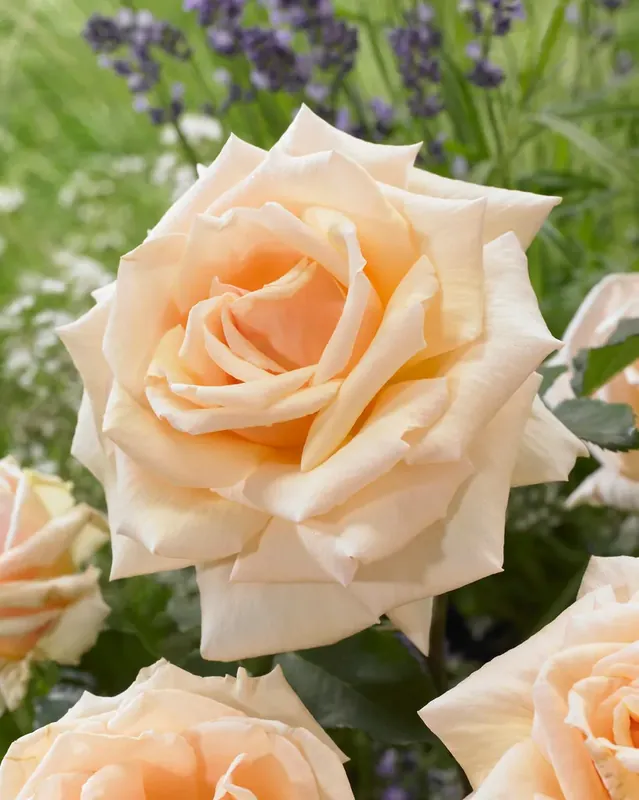 Bestseller | Roos (Rosa ‘Diamond Jubilee‘)