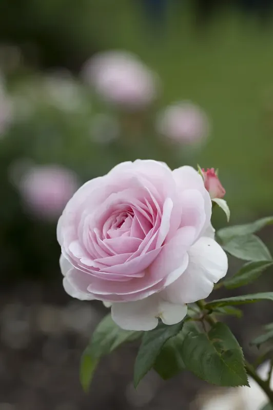 Engelse roos (Rosa ‘Olivia Rose Austin‘) - Professionele kwaliteit