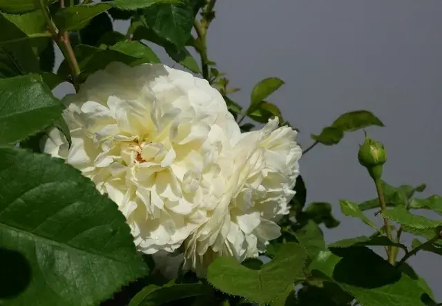 Grootbloemige roos (Rosa ‘Tranquility‘) | Hoog gewaardeerd