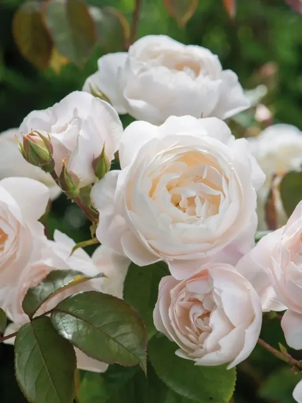 Engelse Roos (Rosa ‘Desdemona‘) | Actie