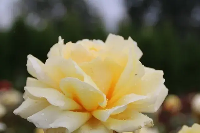 Grootbloemige Roos (Rosa ‘Winter Sun‘) | Speciale aanbieding