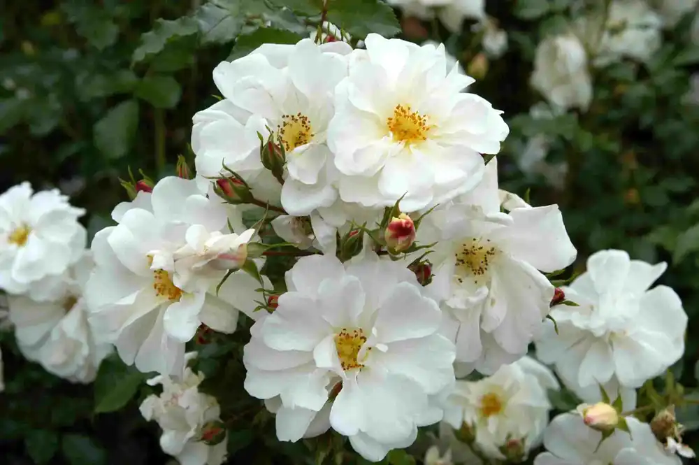 Bodembedekkende roos (Rosa ‘Diamant‘) - Snelle verzending