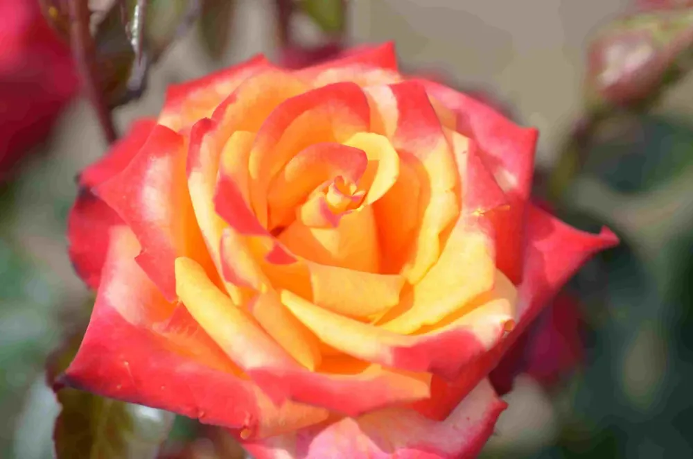 Topprijs - Grootbloemige roos (Rosa ‘Mein Munchen‘)