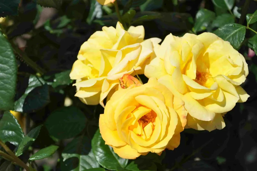 Prijsverlaging - Trosroos (Rosa ‘Arthur Bell‘)