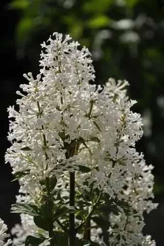 Sering (Syringa villosae ‘Tammelan Kaunotar‘) | Veel gekozen