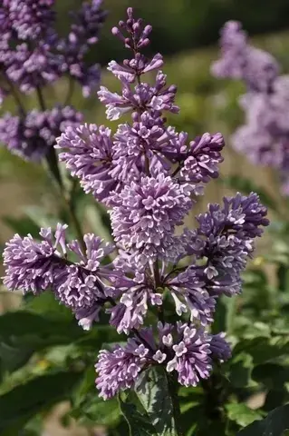Gratis retourneren | Sering (Syringa villosae ‘Royalty’)