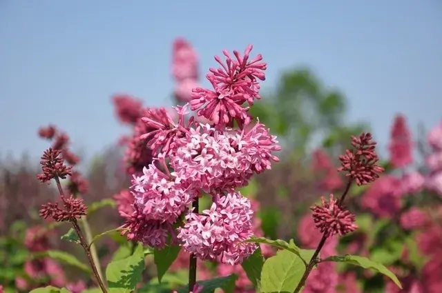 Sering (Syringa villosae ‘Miss Canada‘) - Extra voordeel