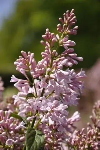 Sering (Syringa Villosae ‘lark song‘) - Voordeelprijs