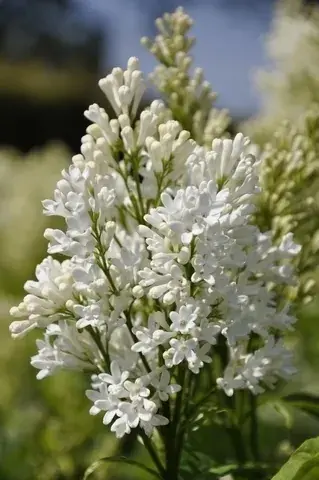 Actie | Sering (Syringa Villosae ‘Agnes Smith‘)