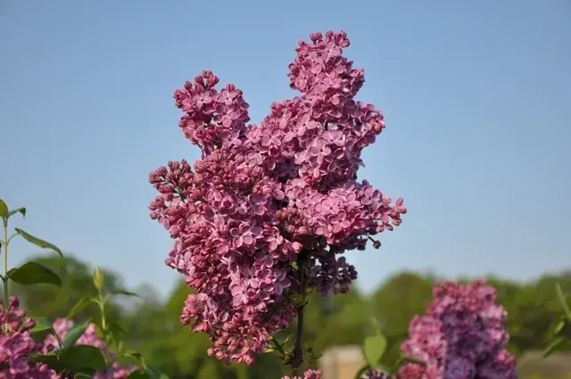 Zolang de voorraad strekt - Sering (Syringa vulgaris ‘Znamya Lenina‘)