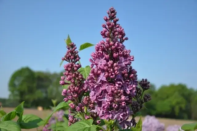 Nieuw - Sering (Syringa vulgaris ‘Ruhm von Horstenstein‘)