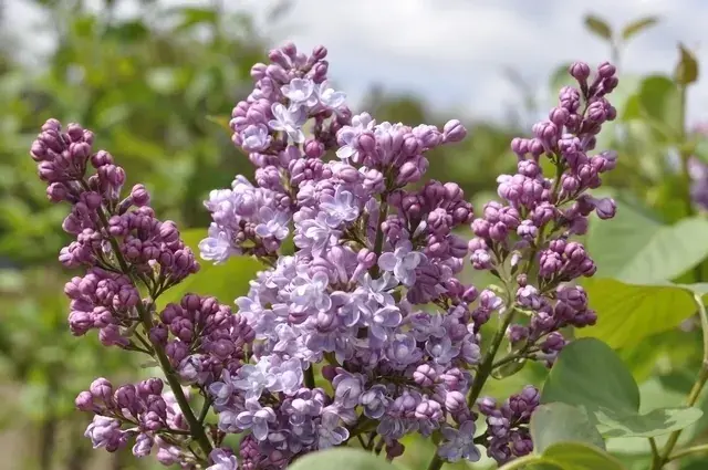 Actieprijs | Sering (Syringa vulgaris ‘Mme Antoine Buchner‘)