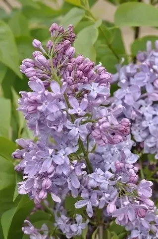 Sering (Syringa vulgaris ‘Lavender Lady‘) | Online bestelbaar