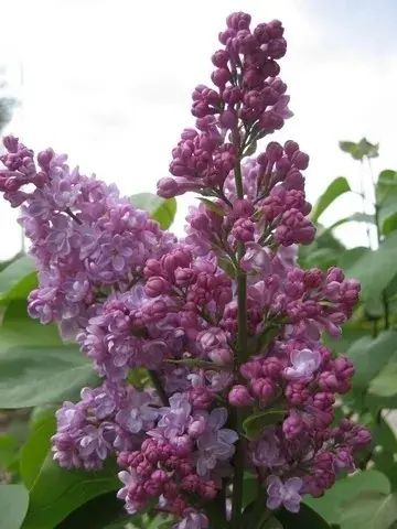 Sering (Syringa vulgaris ‘Belle de Nancy‘) | Bespaar meer