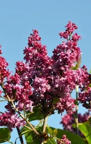 Sering (Syringa vulgaris ‘Adelaide Dunbar‘) | Goed beoordeeld