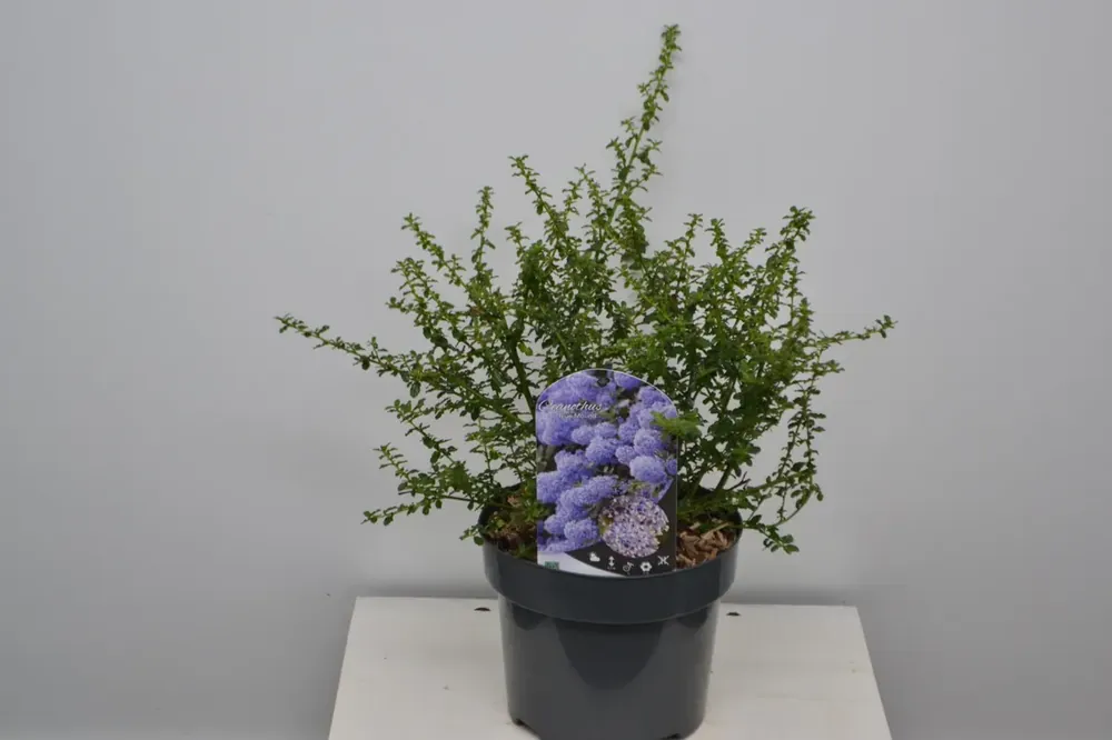 Amerikaanse sering (Ceanothus ‘Blue Mound’) - Direct bestellen