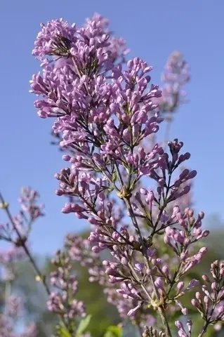 Sering (Syringa chinensis ‘Lilac Sunday‘) | Nieuw
