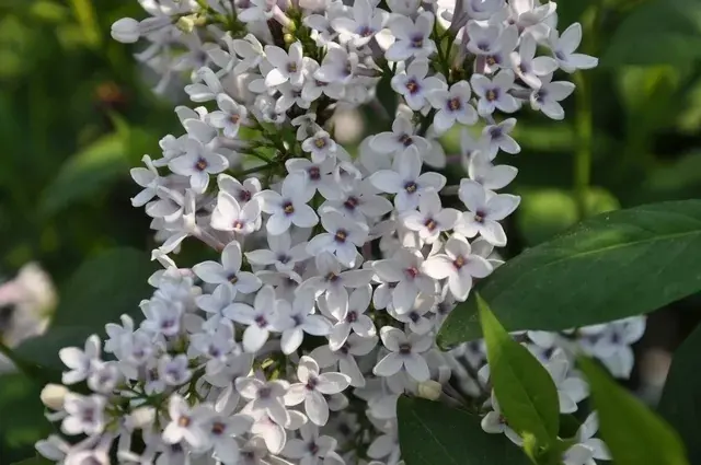 Sering (Syringa chinensis ‘Bicolor‘) | Bestseller