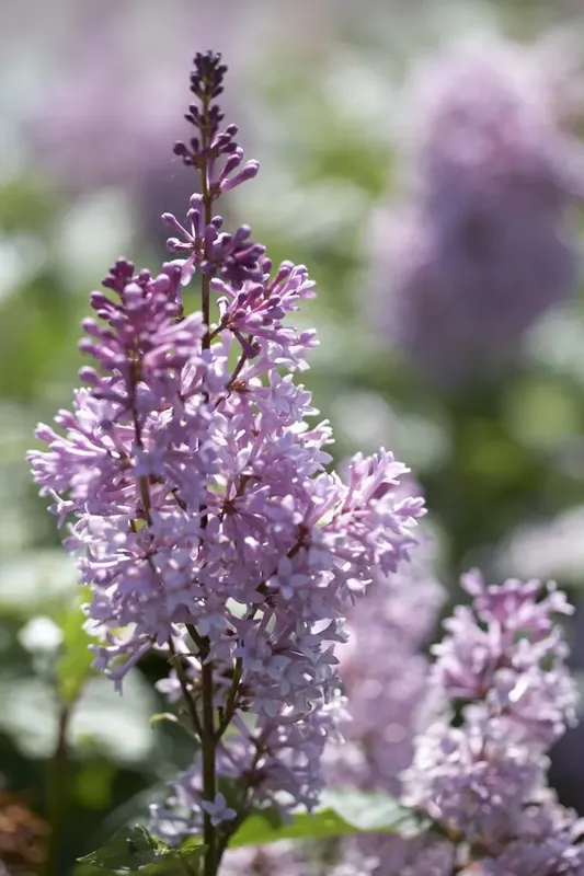 Aanbieding loopt bijna af | Sering (Syringa villosae ‘Minuet‘)