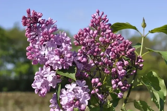 Nieuwe release - Sering (Syringa vulgaris hyacinthiflora ‘Esther Staley‘)