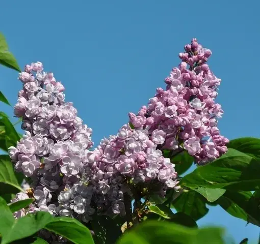 Sering (Syringa vulgaris ‘Duc de Massa‘) | Actie