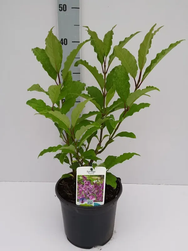 Dwergsering (Syringa prest. ‘Royalty‘) - Nieuw binnen