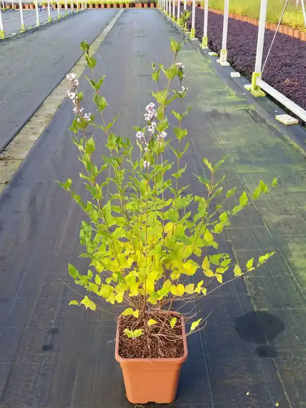 Dwergsering (Syringa ‘Flowerfest White‘) | Voeg toe aan winkelwagen