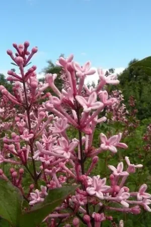 Alleen deze week | Dwergsering (Syringa Bloomerang® ‘Pink Perfume‘)