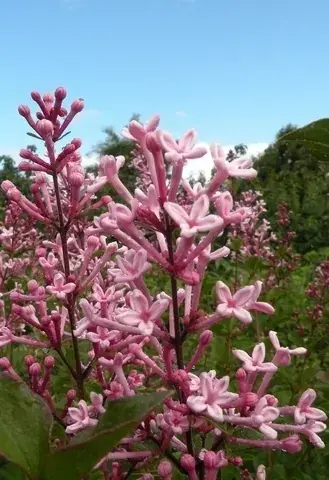 Alleen deze week | Dwergsering (Syringa Bloomerang® ‘Pink Perfume‘)