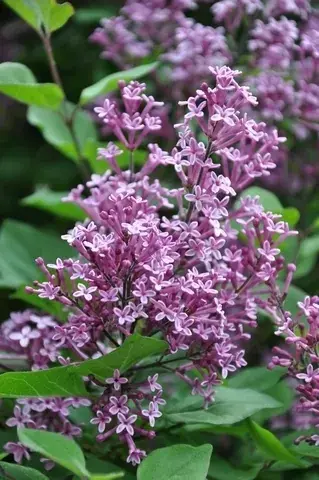 Beste prijs - Sering op stam (Syringa Bloomerang® ‘Dark Purple‘)