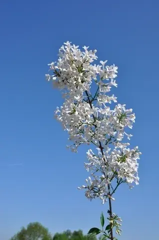 Dwerg sering (Syringa persica ‘Alba‘) - Bestel nu