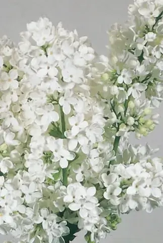 Mongoolse Sering (Syringa ‘Pinnatifolia‘) | Nieuw gelanceerd