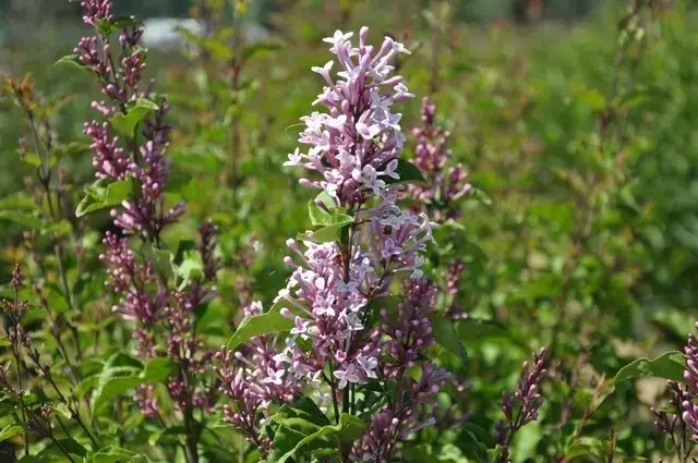 Dwerg Sering (Syringa ‘Sugar Plum Fairy‘®) - Nog maar een paar beschikbaar